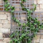 C-Natura trellis on a stone wall with vegetation